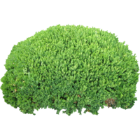 nature & bushes free transparent png image.