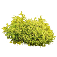 nature & Bushes free transparent png image.