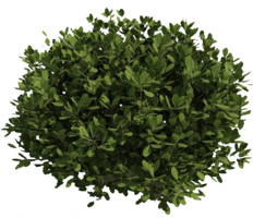 nature & Bushes free transparent png image.