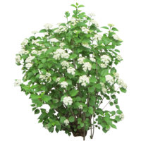 nature & Bushes free transparent png image.