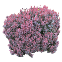 nature & Bushes free transparent png image.