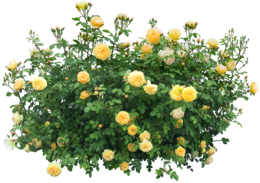 nature & Bushes free transparent png image.