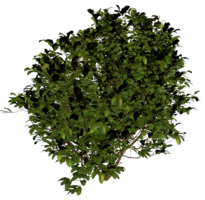 nature & bushes free transparent png image.