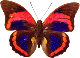 insects & butterfly free transparent png image.