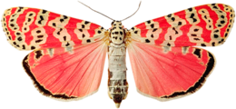 insects & Butterfly free transparent png image.