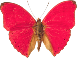 insects & Butterfly free transparent png image.