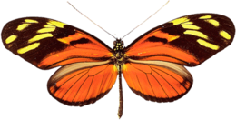 insects & butterfly free transparent png image.