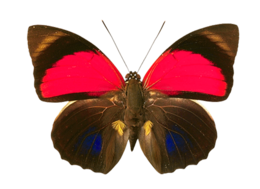 insects & butterfly free transparent png image.