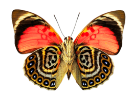 insects & Butterfly free transparent png image.