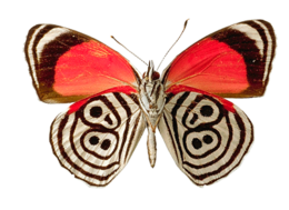 insects & Butterfly free transparent png image.