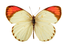 insects & Butterfly free transparent png image.