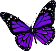 insects & butterfly free transparent png image.