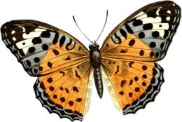 insects & butterfly free transparent png image.