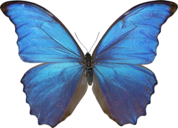 insects & Butterfly free transparent png image.