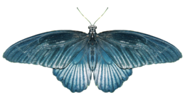 insects & butterfly free transparent png image.