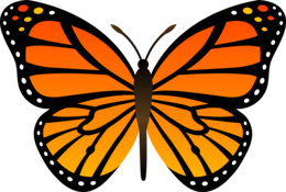 insects & Butterfly free transparent png image.