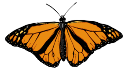 insects & butterfly free transparent png image.