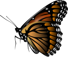 insects & butterfly free transparent png image.