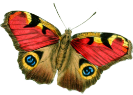 insects & butterfly free transparent png image.