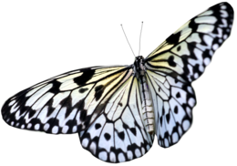 insects & Butterfly free transparent png image.