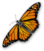 insects & butterfly free transparent png image.