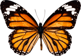 insects & butterfly free transparent png image.