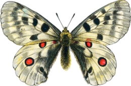 insects & butterfly free transparent png image.