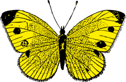 insects & butterfly free transparent png image.