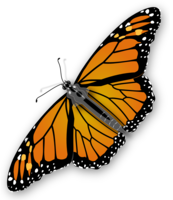 insects & butterfly free transparent png image.