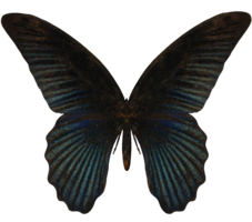 insects & butterfly free transparent png image.