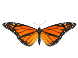 insects & butterfly free transparent png image.