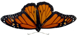 insects & Butterfly free transparent png image.