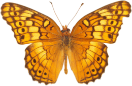 insects & butterfly free transparent png image.