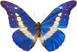 insects & butterfly free transparent png image.