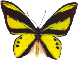 insects & butterfly free transparent png image.