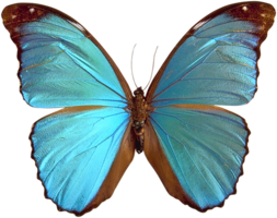 insects & butterfly free transparent png image.