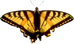 insects & butterfly free transparent png image.