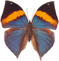 insects & Butterfly free transparent png image.