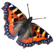 insects & butterfly free transparent png image.