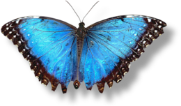 insects & butterfly free transparent png image.