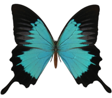 insects & Butterfly free transparent png image.