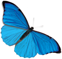 insects & butterfly free transparent png image.