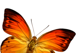 insects & butterfly free transparent png image.