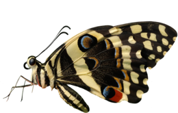 insects & butterfly free transparent png image.