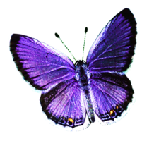 insects & butterfly free transparent png image.
