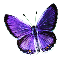 insects & Butterfly free transparent png image.