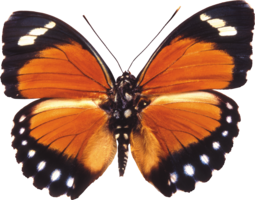 insects & butterfly free transparent png image.