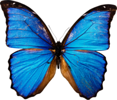 insects & butterfly free transparent png image.