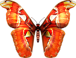 insects & butterfly free transparent png image.