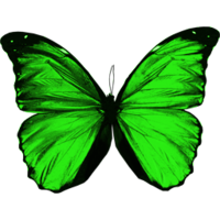 insects & butterfly free transparent png image.